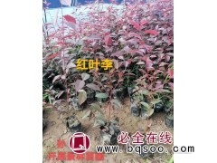 红叶李 东北红叶李基地 红叶李价格 开原景林苗圃基地 红叶李图1