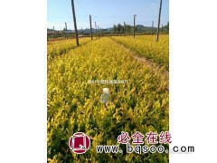 金叶水腊扦插苗200万 东北水腊 金叶水腊苗 开原景林苗圃图1