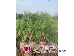 侧柏苗 侧柏绿化苗 园林工程绿化苗 侧柏杯苗 宁和花卉苗木图1