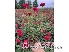 月季花 月季苗 月季小苗价格 青州花卉苗木 宁和花卉苗木图1