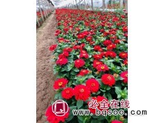 百日草小苗 青州花卉苗木 时令草花 百日草杯苗 宁和花卉苗木图1