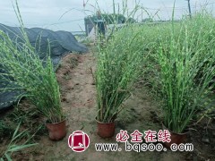 斑叶芒图1