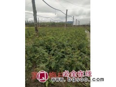 黄刺梅 黄刺梅扦插苗销售 东北苗木基地 景林苗圃 黄刺梅苗图1