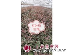 红叶榆叶梅 榆叶梅苗 园林绿化苗 榆叶梅小苗价格 景林苗圃图1