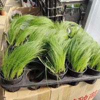 光纤草丝雨 进口种子销售 观赏草种子价格 常州浩芝林种业