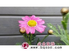 茼蒿菊图1