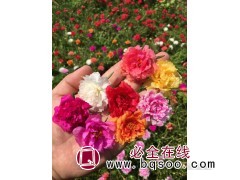 太阳花重瓣图1