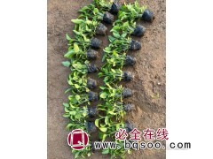 松果菊 松果菊杯苗 松果菊大量供应 青州花卉 宁和花卉苗木图1
