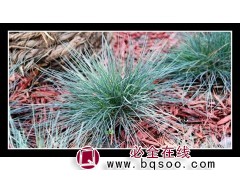 蓝羊茅 蓝羊茅种子销售 林木花卉种子 进口蓝羊茅 浩芝林种业图1