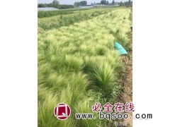 墨西哥羽毛草 羽毛草种子 观赏草种子销售 草种 浩芝林种业图1