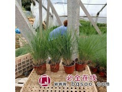 坡地毛冠草 毛冠草种子 进口花卉种子 观赏草种子 浩芝林种业图1