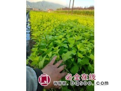 金叶枫箱果 金叶枫箱果苗价格 东北苗木 绿化苗木 景林苗圃图1