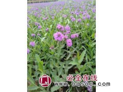 桑托斯马鞭草 马鞭草种子价格 进口花卉种子销售 浩芝林种业图1