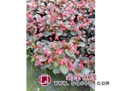 四季海棠 四季海棠种子销售 时令草花种子价格 浩芝林种业图1