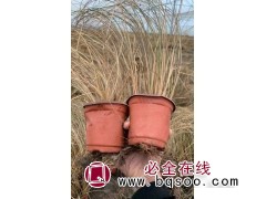 苔草野马 苔草种子 绿地草种销售 观赏草种子价格 浩芝林种业图1