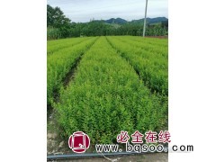 珍珠绣线菊 绣线菊小苗 珍珠绣线菊大量 绿化苗木 景林苗圃图1
