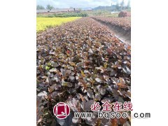 紫叶枫箱果 风箱果苗 园林绿化小苗 工程绿化苗 开原景林苗圃图1