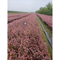 紫叶小檗 绿篱苗 道路绿化 城市绿化苗 东北苗木 景林苗圃