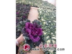 羽衣甘蓝 羽衣甘蓝种子 花卉种子价格 苗木种子 浩芝林种业图1