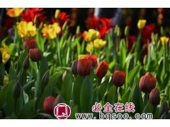 郁金香 郁金香种子价格 花卉种子销售 进口花卉种子 浩芝林图1