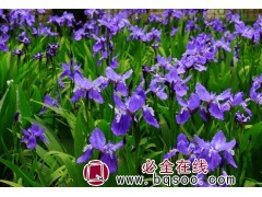 鸢尾 鸢尾种子 各种鸢尾花种子 鸢尾花卉 常州浩芝林种业图1