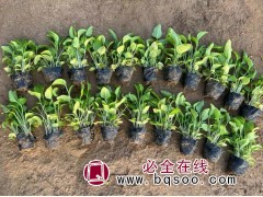 松果菊 宿根花卉苗 时令草花 花海设计 青州丰业花卉苗木图1