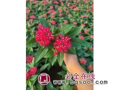 繁星花 繁星花应用 景观绿化苗 时令草花销售 丰业花卉苗木图1