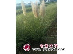 矮蒲苇 蒲苇苗 观赏草 时令草花 青州花卉基地 丰业花卉苗木图1