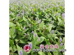 再力花 水生花卉种子 进口花卉 时令草花种子 浩芝林种业图1