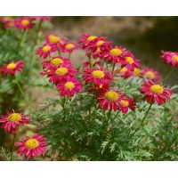 除虫菊 除虫菊种子 宿根花卉种子价格 宿根花卉 浩芝林种业