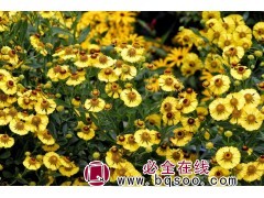 堆心菊 菊花类种子 各种菊类种子销售 常州浩芝林种业图1