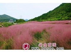 粉黛乱子草 粉黛乱子草种子 花海设计 观赏草种子 浩芝林种业图1