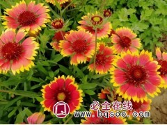 天人菊 菊类种子销售 宿根花卉种子价格 花海 浩芝林种业图1