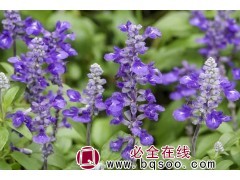 维多利亚鼠尾草 鼠尾草 维多利亚鼠尾草种子 宿根花卉 浩芝林图1
