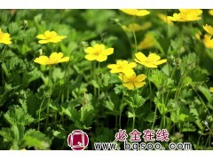 委陵草 委陵草价格 委陵草种子销售 草花 宿根花卉 浩芝林图1