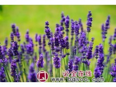 薰衣草 薰衣草花海设计 薰衣草种子 花海设计 薰衣草 浩芝林图1