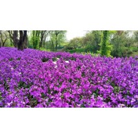 紫罗兰 紫罗兰杯苗销售 紫罗兰种子价格 花海设计 浩芝林种业