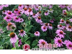 紫松果菊 松果菊苗 松果菊种子销售 松果菊种子价格 浩芝林图1