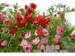 凤仙草 凤仙草苗 凤仙草种子销售 时令草花价格 浩芝林种业图1