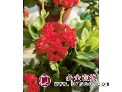 福寿花 福寿花种子 福寿花价格 福寿花大量销售 浩芝林种业图1