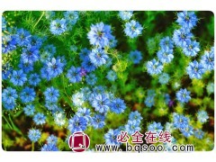 黑种草 黑种草种子 时令草花 宿根花卉 花海设计施工 浩芝林图1