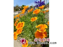 花菱草 草花种子销售 景观绿化专用花种 花菱草种子 浩芝林图1