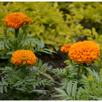 金盏菊 菊科种子 花海种子销售 金盏菊种子价格 浩芝林种业