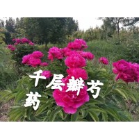 千层瓣芍药