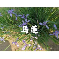 马莲销售 马莲苗价格 鞍山宿根花卉园 花卉苗 城美耐寒花卉