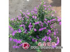 满天星 满天星种子价格 满天星小苗价格 常州浩芝林种业图1
