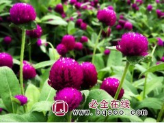 千日紫 千日紫种子 千日紫种子批发 千日紫种子种植 浩芝林图1