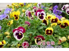三色堇种子 多年生草本 绿化小苗 花坛庭院盆栽种植 浩芝林图1