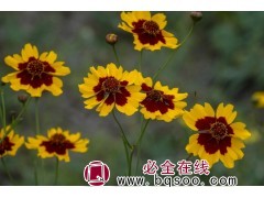 蛇目菊 蛇目菊花卉种子价格便宜 易种植 品质好 浩芝林种业图1