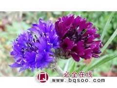 矢车菊 矢车菊种子 春播草花 四季易活 混色花籽 浩芝林图1